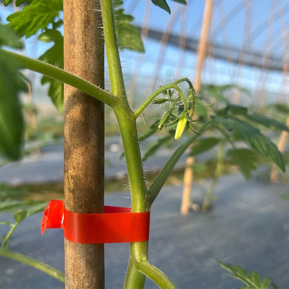 augalu tvirtinimo irankis